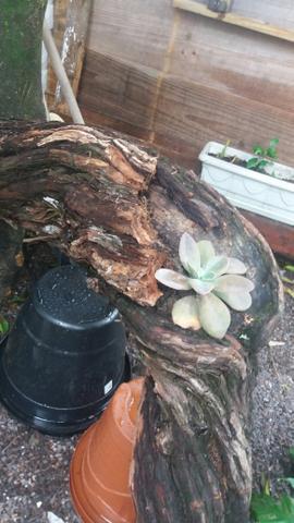 Arte em tocos, para plantas - Foto 4