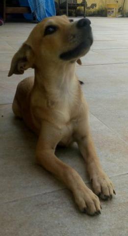 Cachorro para adoção femea - Foto 3