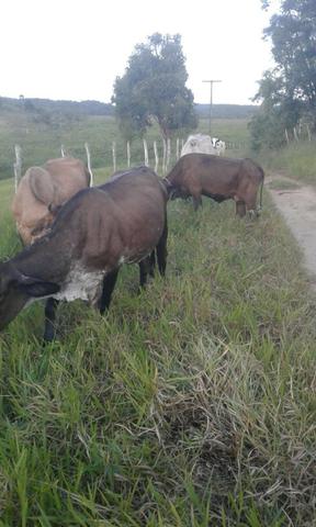 5vacas muito boa de leite - Foto 3