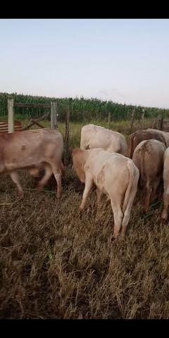 Bezerros canchim a venda - Foto 2