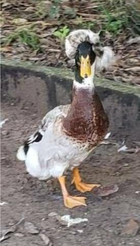 Marreco pompom/pato/frangos - Foto 3