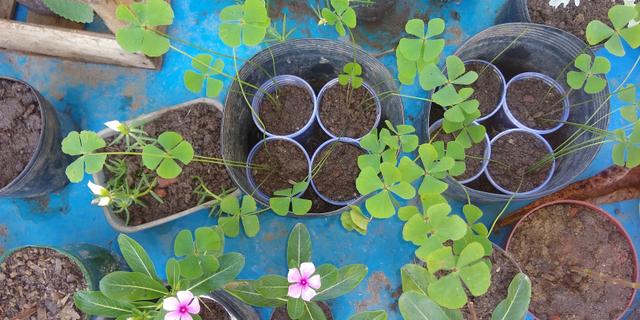 Troco plantas - plantinhas - muda - mudinhas - Foto 3