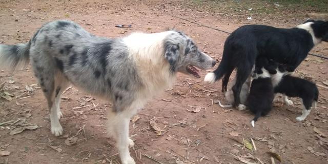 Filhotes de border collie - Foto 3