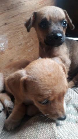 Pinscher - Foto 2