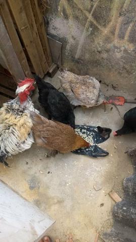 4 galinhas 1 pintinho e um galo - Foto 4