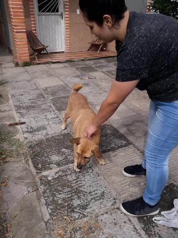 Adote a belinha - Foto 2