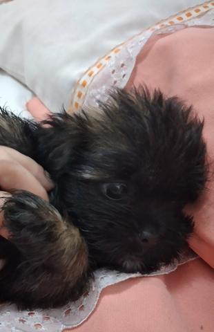 Vendo filhote de shihtzu - Foto 3