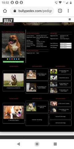 American Bully para cobertura - Foto 4