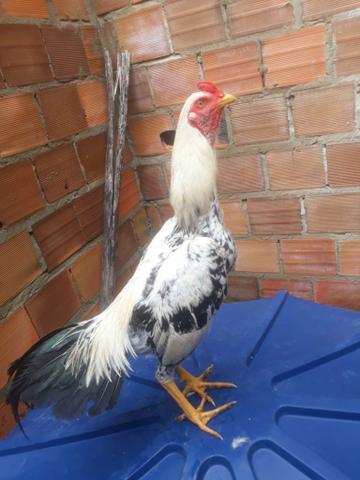 Galo