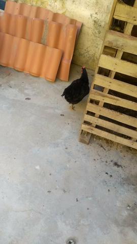 4 galinhas 1 pintinho e um galo - Foto 2