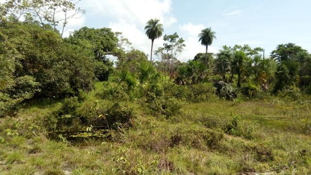 R$250.000 Terra em Marapanim-Pará com 70 hectares documentada - Foto 2