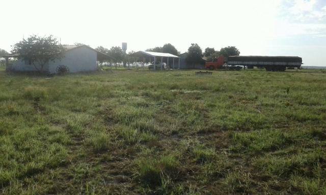 Fazenda em Pedro Afonso - 270 km Distante de Palmas - Foto 10