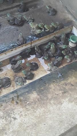 Rã para pesca e pra abate - Foto 3