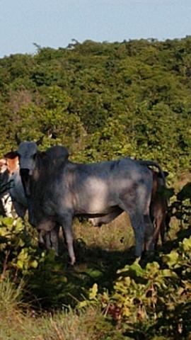 Venda ou troca - Foto 2