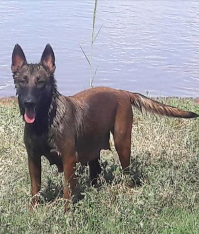 Belga malinois - Foto 3