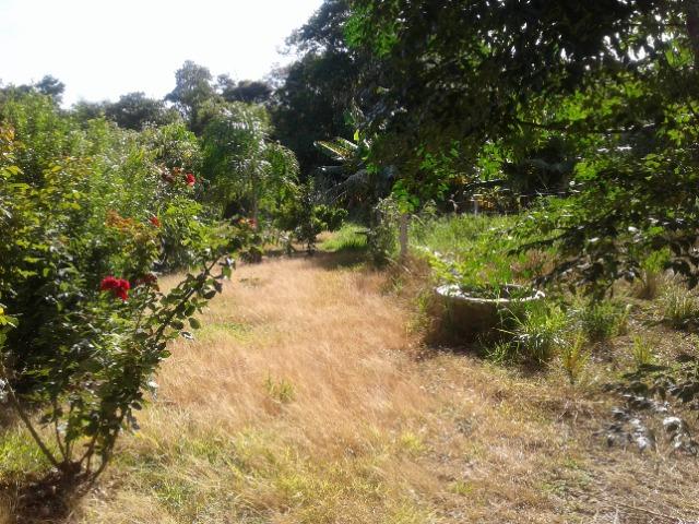 Sítio de 2 alqueires e 1 quarta em Carlópolis PR - Foto 18