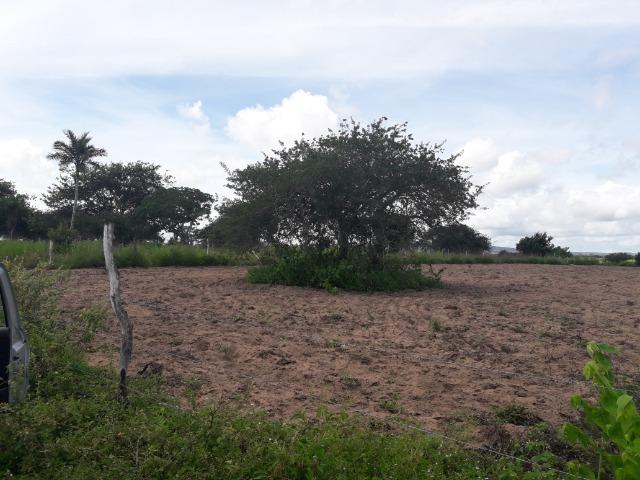 Terreno em Bom Conselho - Foto 2