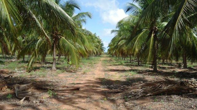 Vendo Fazenda com 250 ha, no Município de Touros - Foto 11