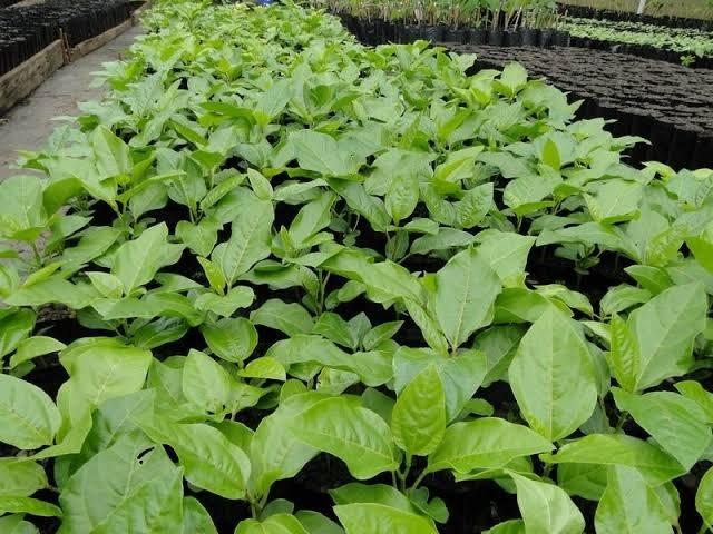 Muda de maracujá com 20 cm de altura apenas 1,00
