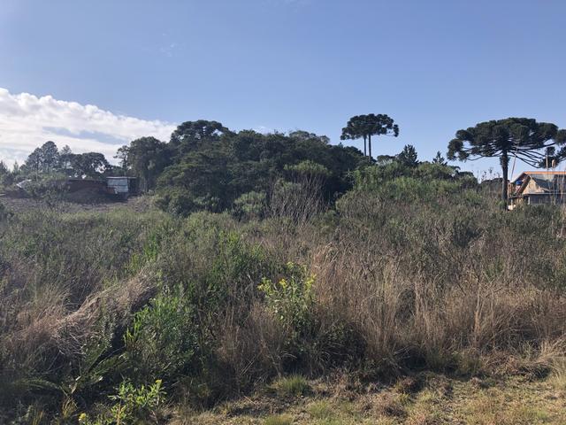 Terreno Condomínio Sol Nascente - Tijucas do Sul - Foto 4