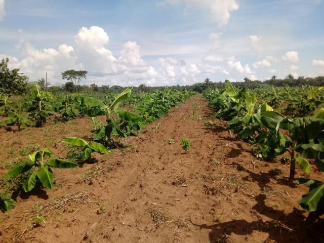 Vendo uma fazenda em rosário oeste - Foto 5
