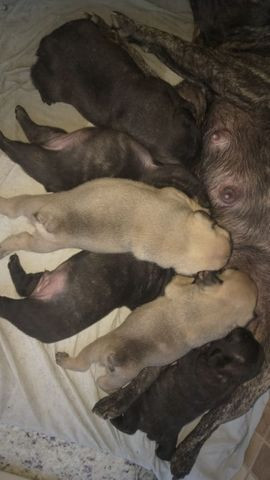 Filhotes de bulldog francês