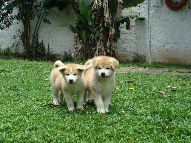 Excelentes filhotes de Akita inu