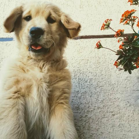 2 últimos Golden Retriever Macho com pedigree