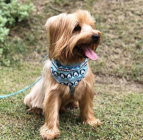 Procura-se namorada filhote yorkieshire - Foto 2