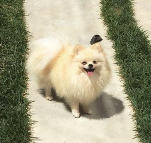 Lulu da pomerania - Foto 3