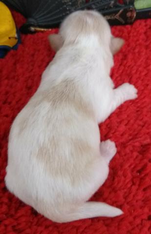 Canil Andressa Filhotes de shih tzu - Foto 2