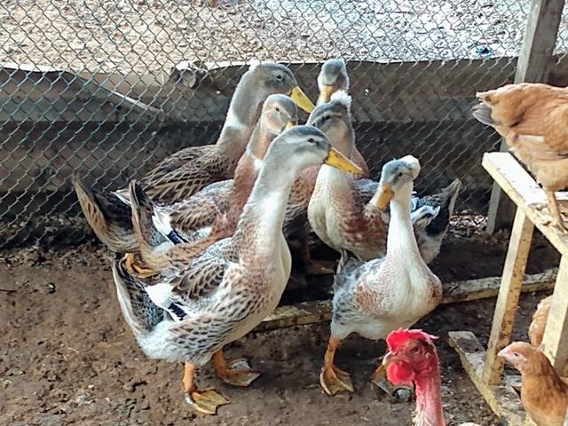 Marreco pompom/pato/frangos - Foto 2