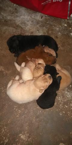 Cachorro Chow chow - Foto 2