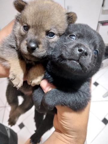 Filhote Chow Chow com labrador