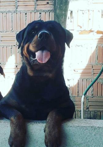 Rottweiler