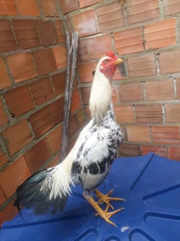 Galo - Foto 5