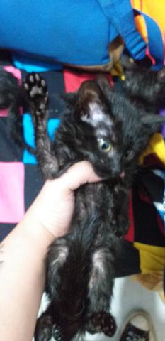 Doação Gatos Filhotes - Foto 4