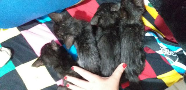 Doação Gatos Filhotes - Foto 5