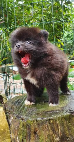 Spitz alemão macho