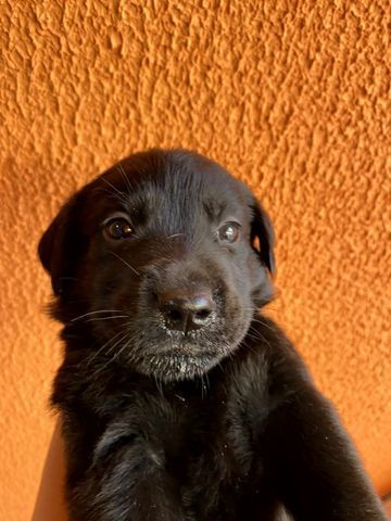 Vendo Filhotes de Labrador Entrego em Florianópolis e São José - Foto 6