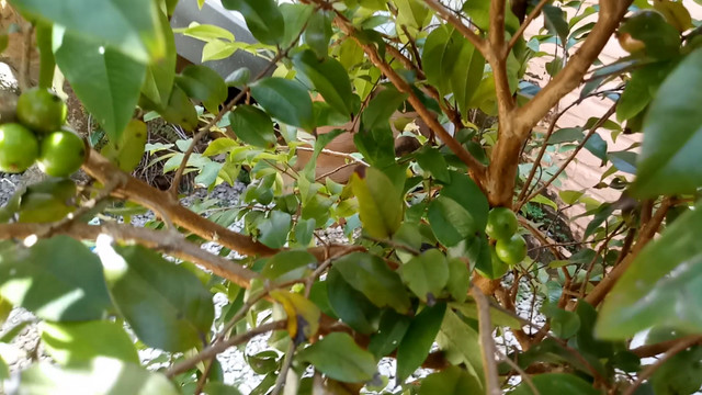 Agio Sobrado no Centro (tem 2 Apart de 3q parte de cima) aceita Chacara - Foto 18