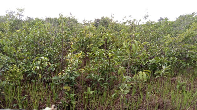  R$250.000 Terra em Marapanim-Pará com 70 hectares documentada