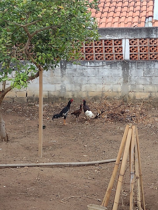 Galo índio - galinhas