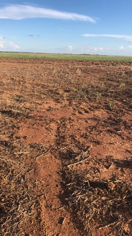 Fazenda  950 alqueires toda formada Sul do Estado município de peixe - Foto 3