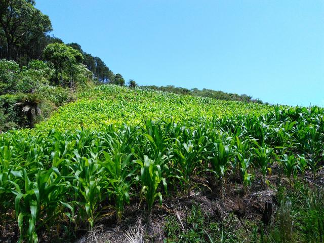 Fazenda de 123 Alqueires .40 Alq de Pasto . Guará ( Guarapuava PR ) - Foto 7