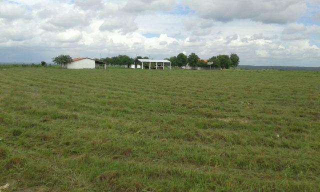 Fazenda em Pedro Afonso - 270 km Distante de Palmas - Foto 9