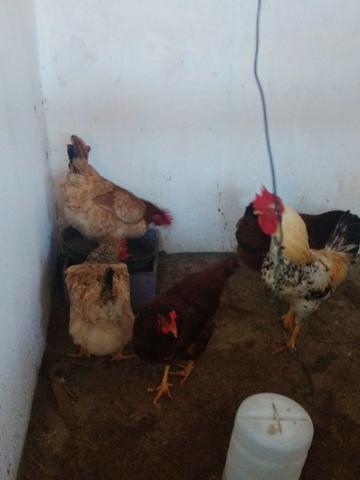 Galinha caipira - Foto 2