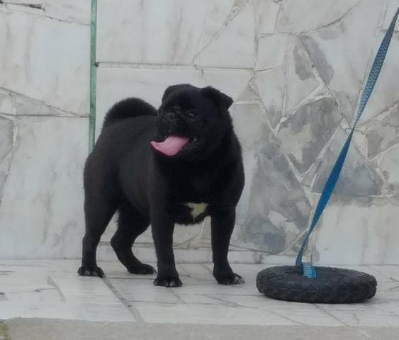 Vendo femea pug - Foto 2