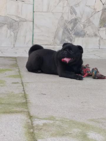 Vendo femea pug