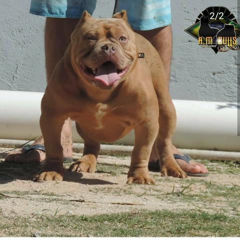 American Bully padreador a venda